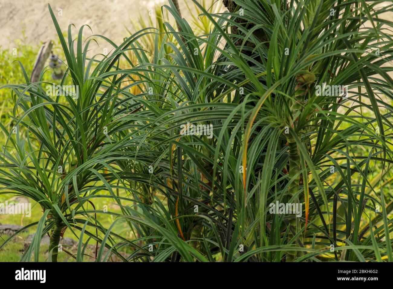 "Hala" Pandanus tectorius / Pandanus odoratissimus ; The key selling point of this plant is foliage. long and smooth leaf, cluster into clump. good gr Stock Photo