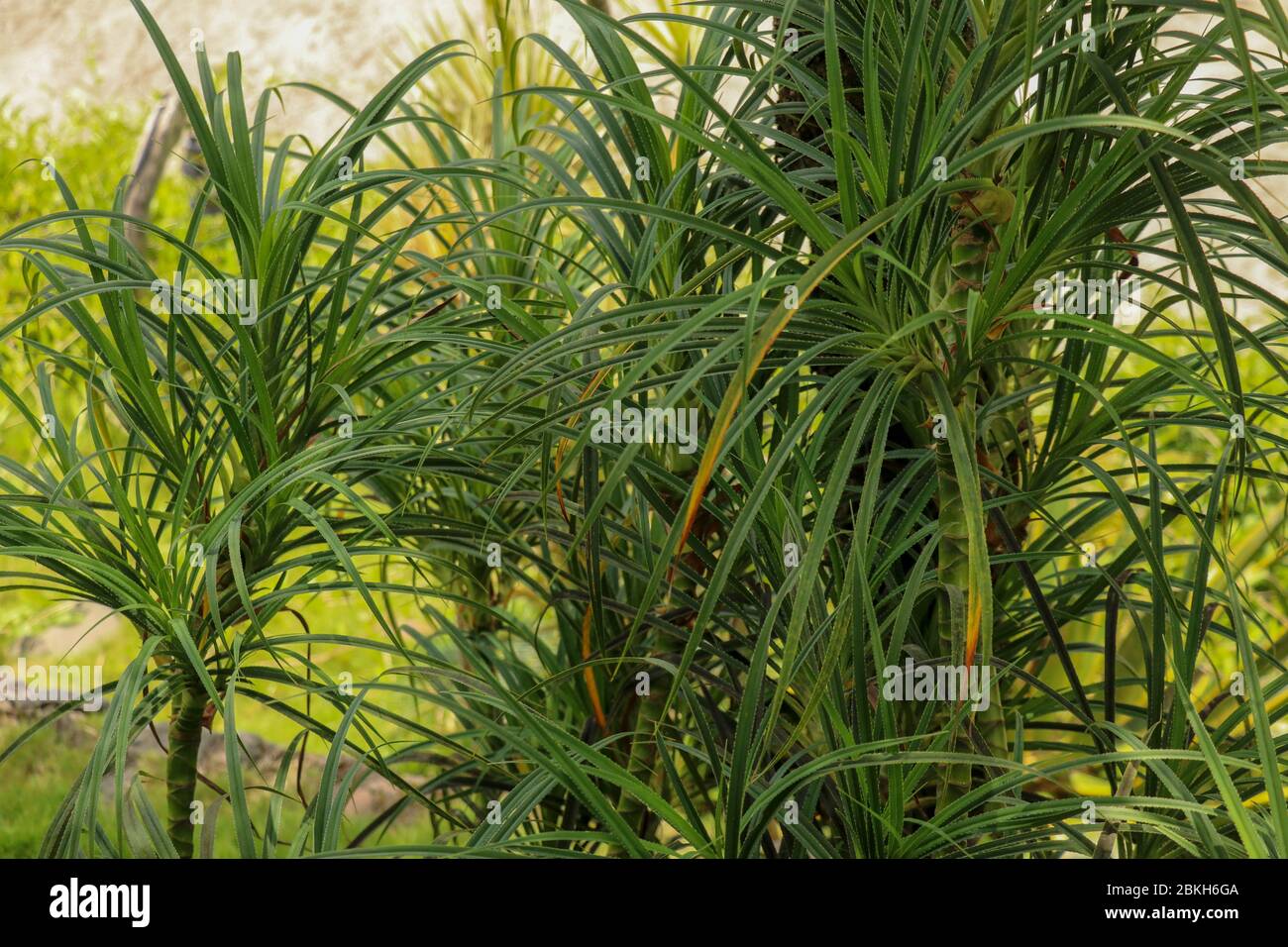 Youg plant Pandanus Tectorius, Pandanus Odoratissimus tree with natural sunlight in the morning. Herbal use for diuretic and relieve a fever on side v Stock Photo