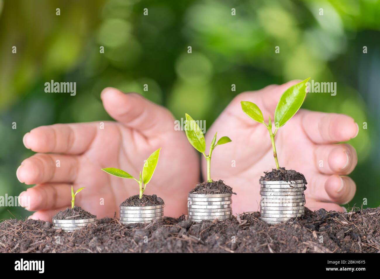 Hand putting coin on coin stack growing graph with green bokeh background. Business growth or saving, retirement concept. Stock Photo