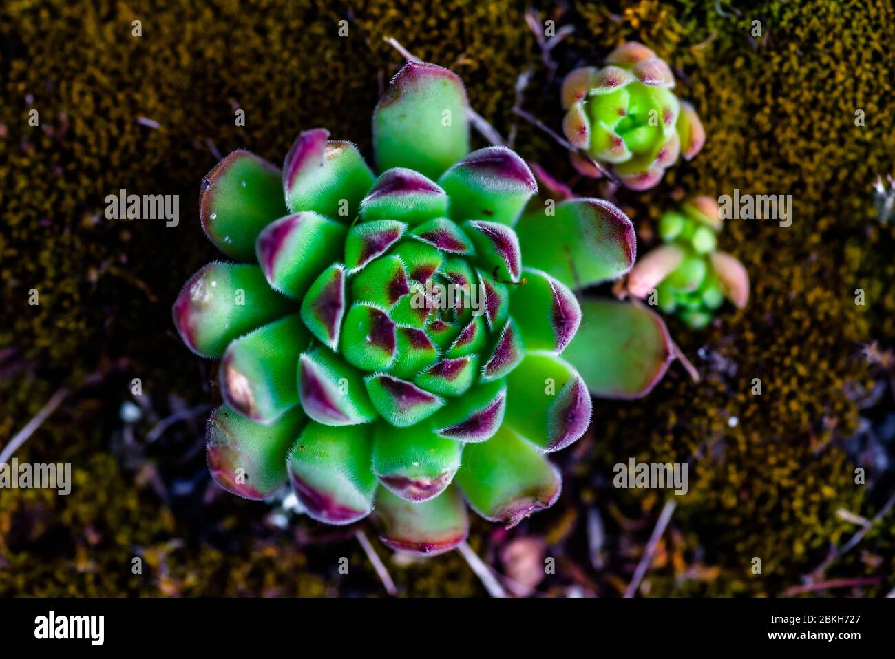 Close Up Green And Red Tips Echeveria Succulent Flowering Houseplants Background Stock Photo Alamy