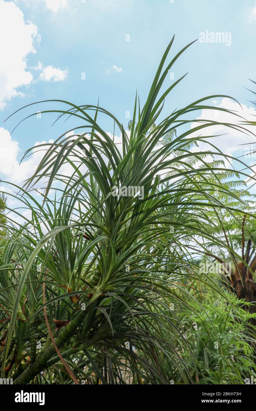 'Hala' Pandanus tectorius / Pandanus odoratissimus ; The key selling point of this plant is foliage. long and smooth leaf, cluster into clump. good gr Stock Photo