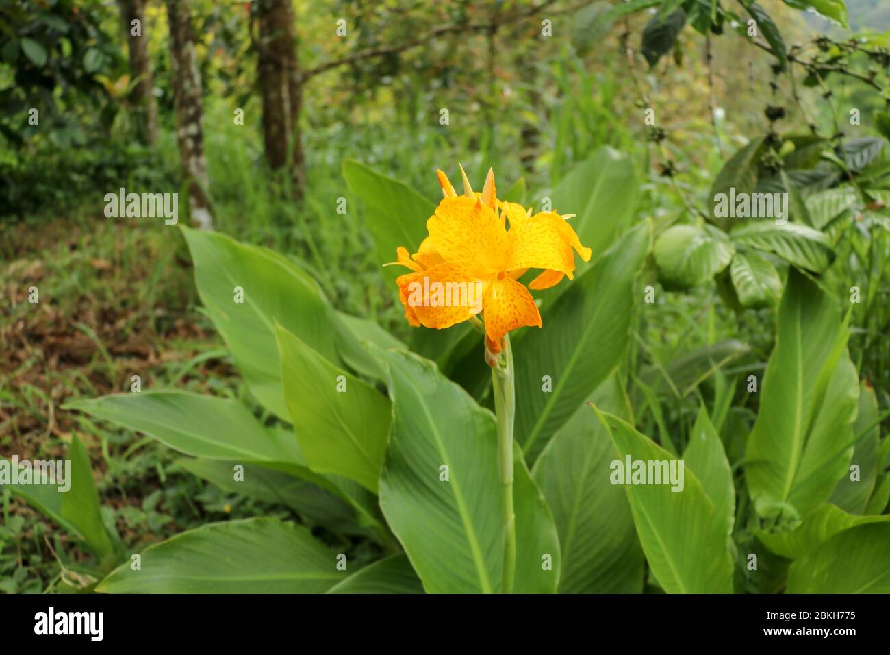 Artistic portrait photo of a yellow Canna Indica flower with dark blurry background. Closeup
