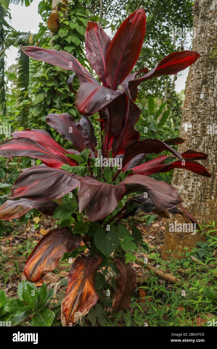 Cordyline fruticosa leaves, Cordyline terminalis or Ti plant. Red leaf  pink form growing in the jungle. Rich vegetation. Red and green leaves. Best t Stock Photo