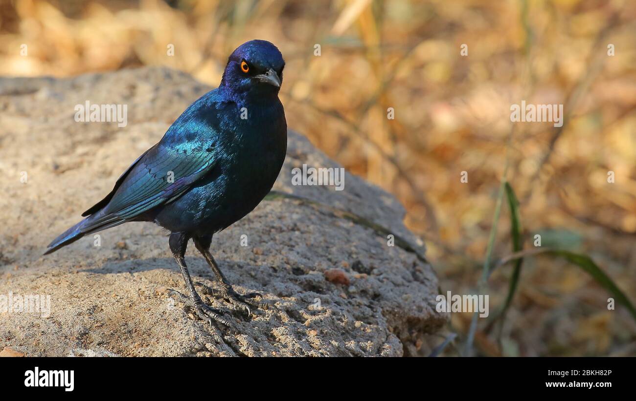 Kruger National Park in South Africa Stock Photo