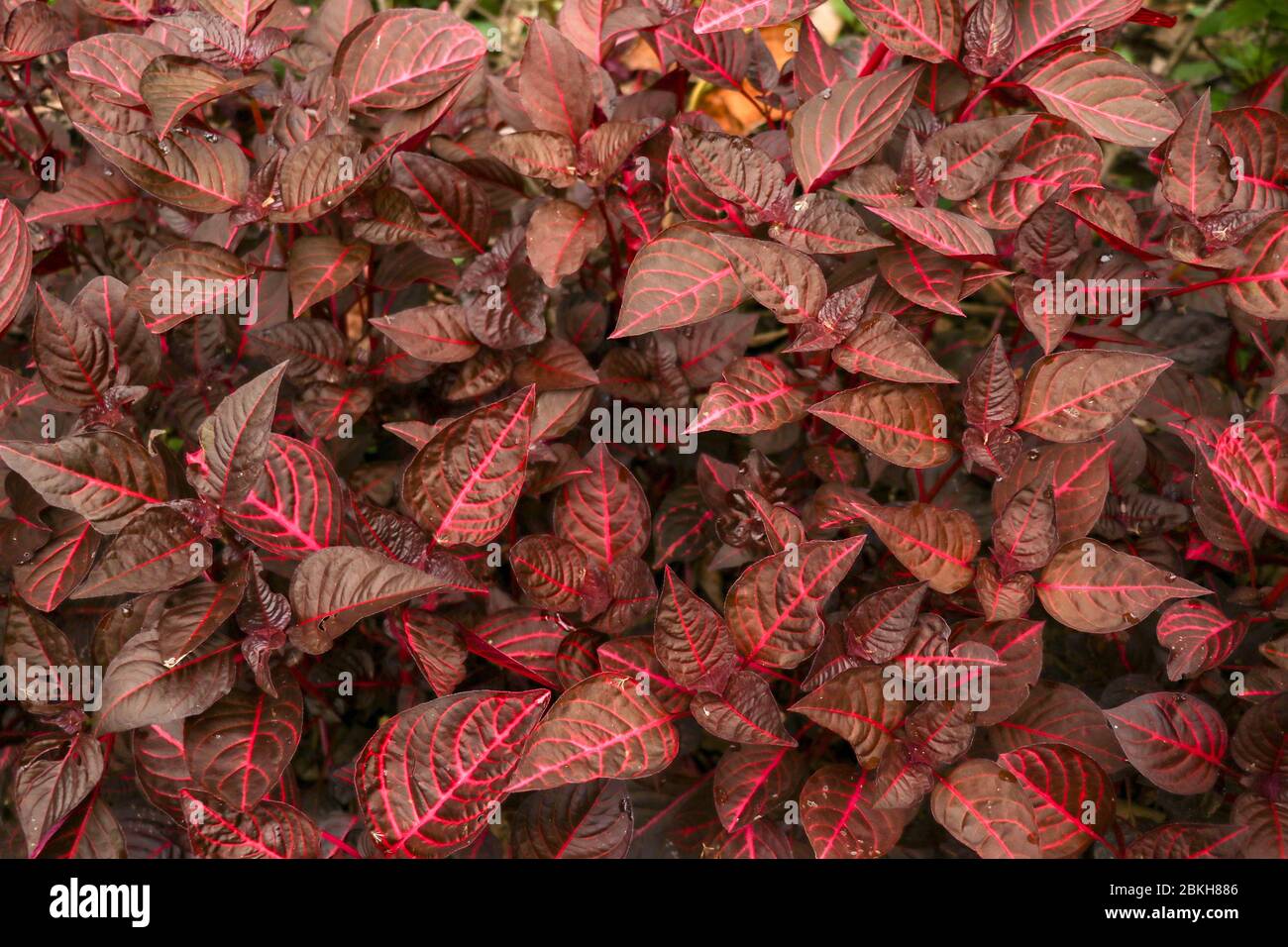 Cordyline fruticosa leaves, Cordyline terminalis or Ti plant. Red leaf  pink form growing in the jungle. Rich vegetation. Red and green leaves. Best t Stock Photo