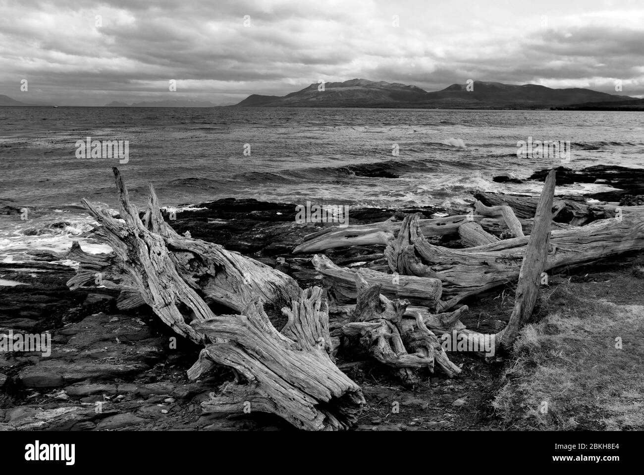 Dry tree trunks, Magellan Strait, Bulnes Ford, Patagonia, Chile Stock Photo