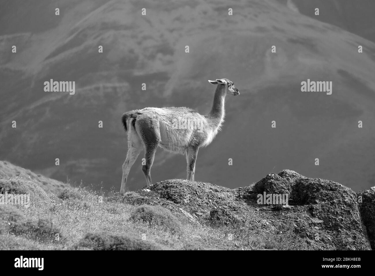 Guanaco in Torres del Paine National Park, Patagonia, Chile Stock Photo