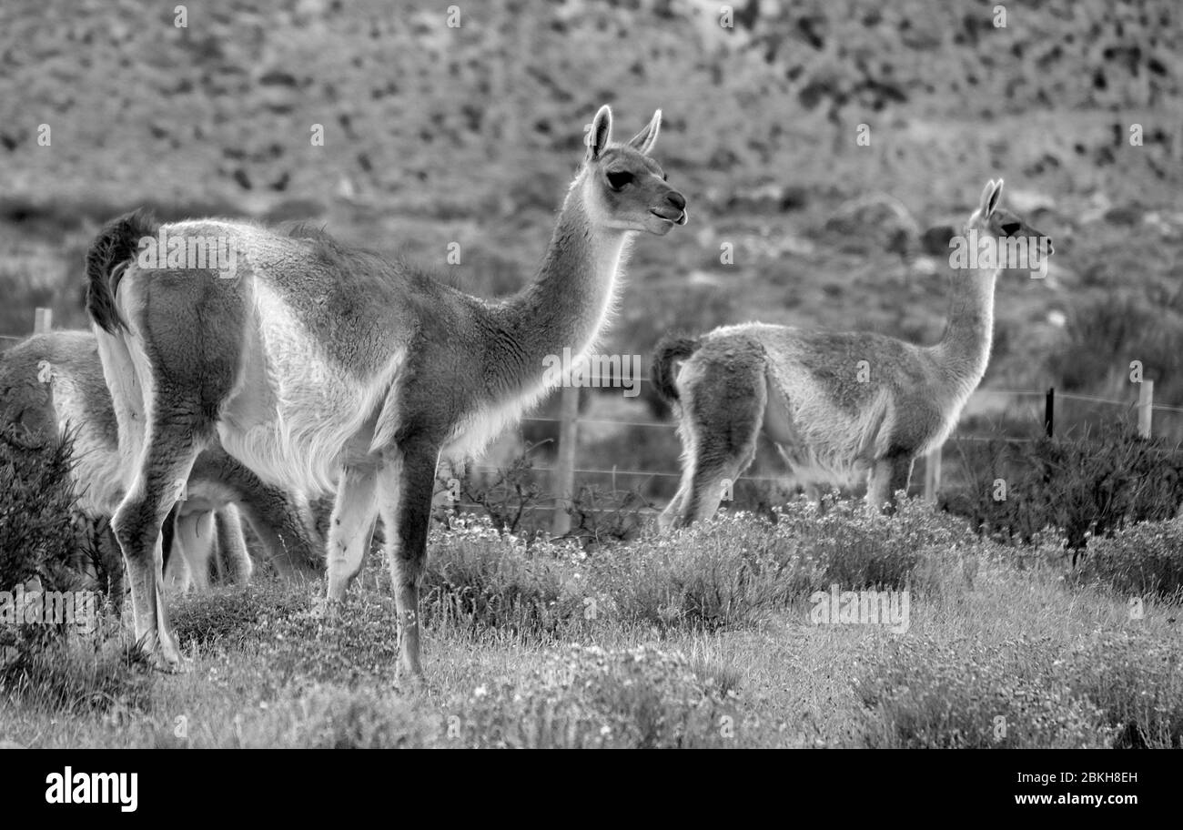 Guanaco in Torres del Paine National Park, Patagonia, Chile Stock Photo