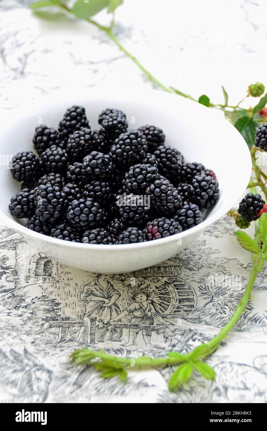 Fresh blackberries in a white bowl. Stock Photo