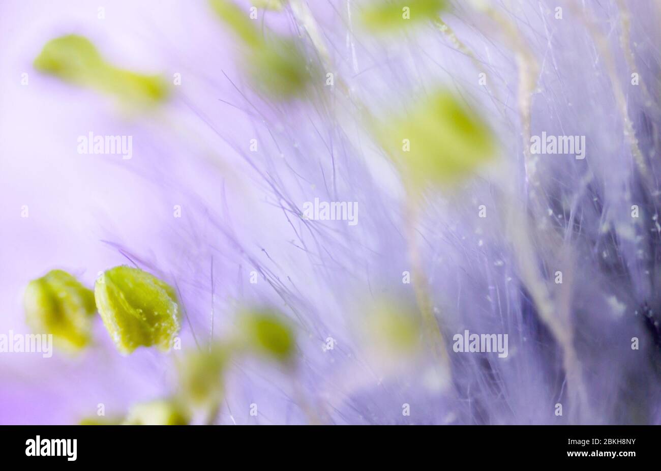 plants pollen under a microscope Stock Photo Alamy