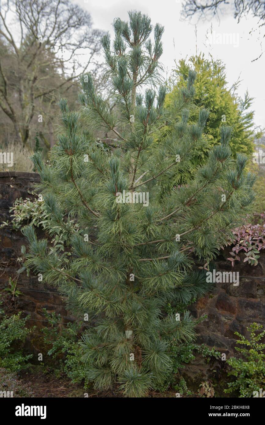 Korean Pine Tree (Pinus koraiensis 'Shibamichi') in a garden in Rural Devon, England, UK Stock Photo