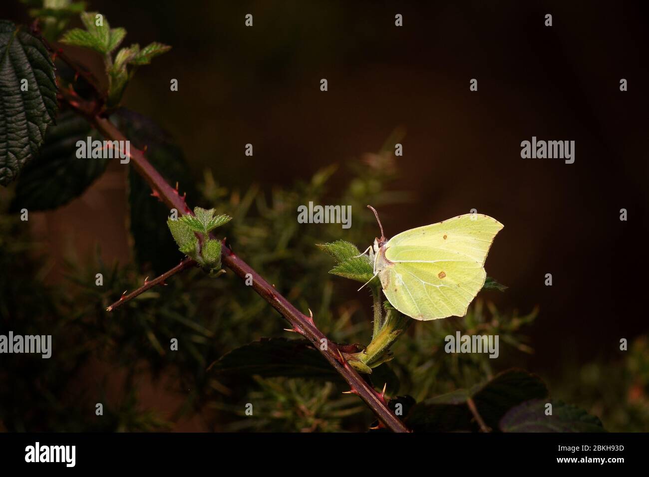 Stunning image of a brimstone butterfly (Gonepteryx rhamni) in the sunlit against a dark gorse dell, UK Stock Photo