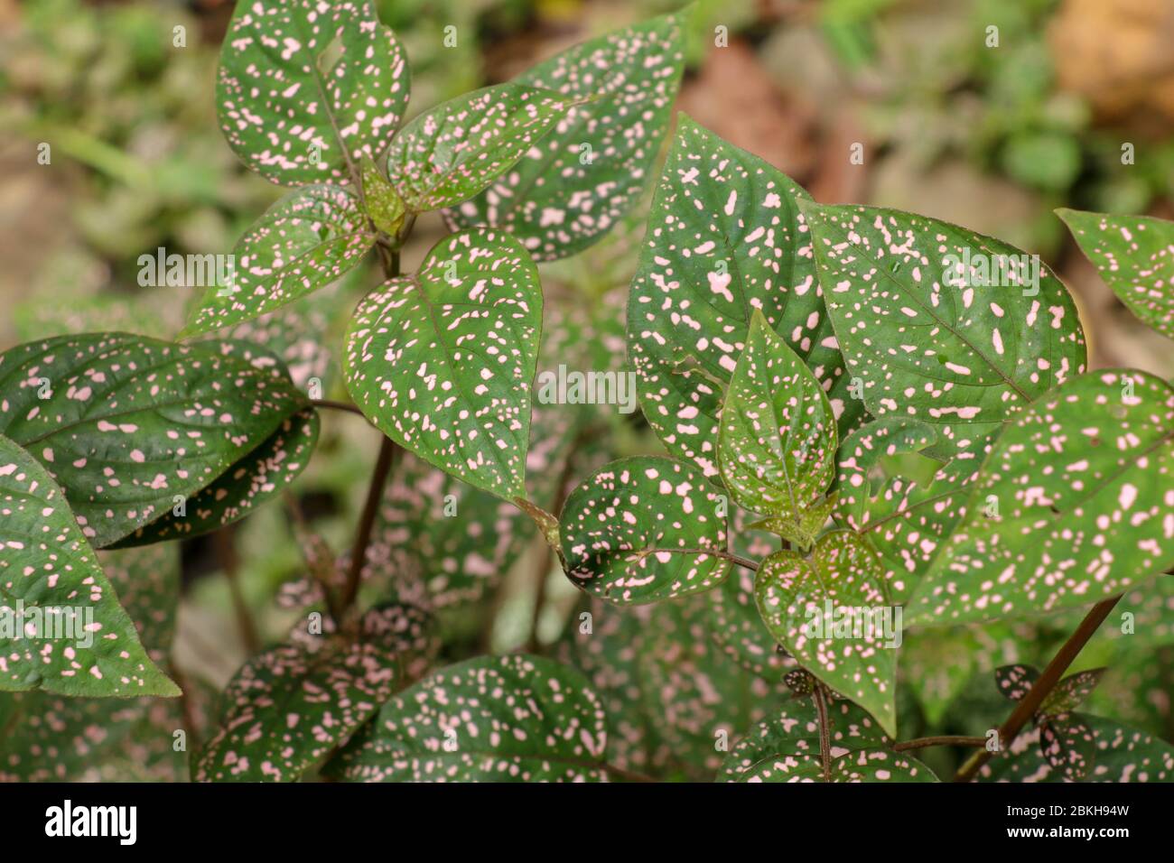 Hypoestes Phyllostachya with pink spotted leaves in tropical jungle, Bali island in Indonesia.Close up of ornamental leaf plant Polka Dot plant. Ornam Stock Photo