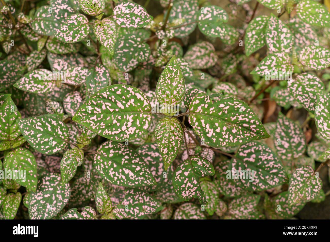 Hypoestes Phyllostachya with pink spotted leaves in tropical jungle, Bali island in Indonesia.Close up of ornamental leaf plant Polka Dot plant. Ornam Stock Photo