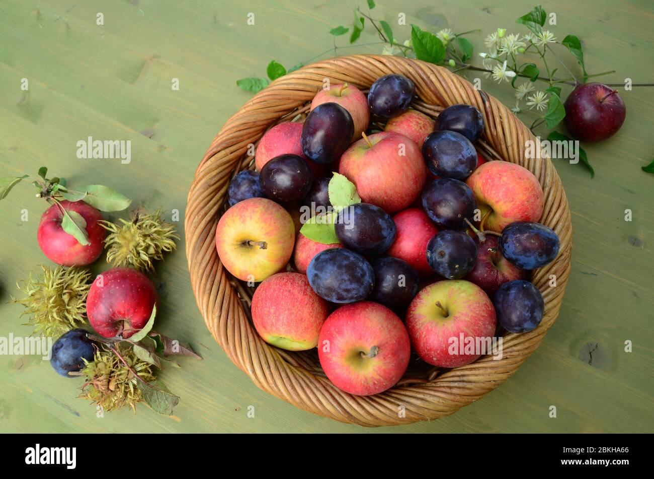 Basket with freshly harvested apples and plums. Stock Photo