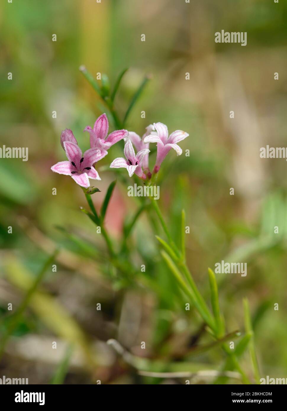 Squinancywort - Asperula cynanchica  Pink flowered form Stock Photo
