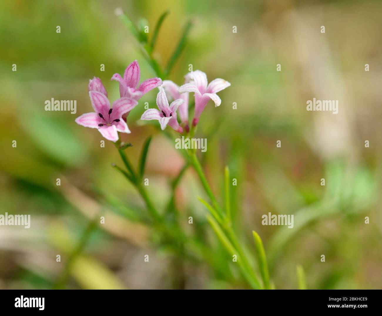 Squinancywort - Asperula cynanchica Pink flowered form Stock Photo