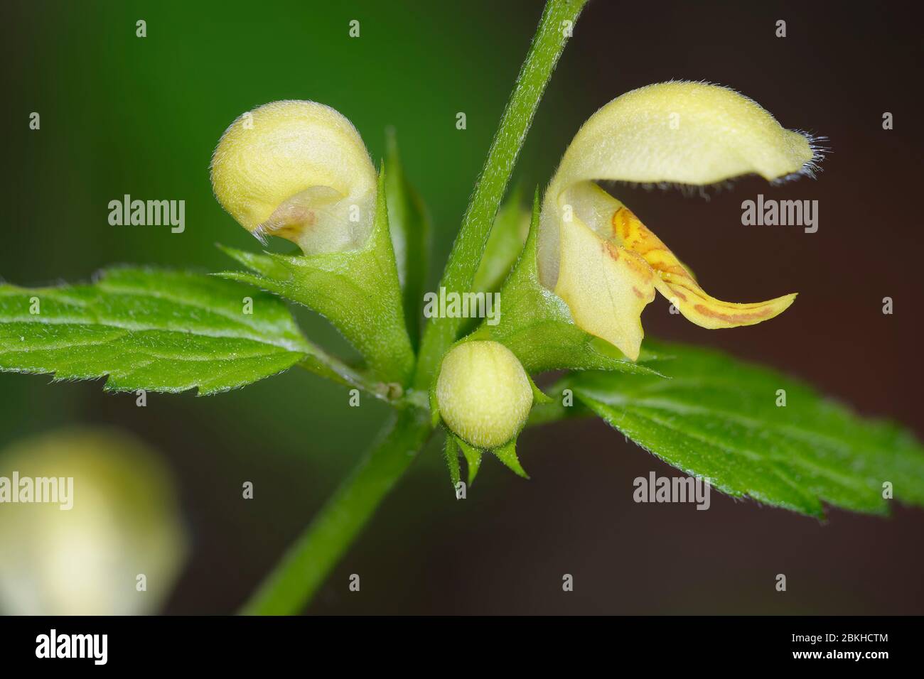 Yellow Archangel Lamiastrum galeobdolon Closeup of flowers Stock