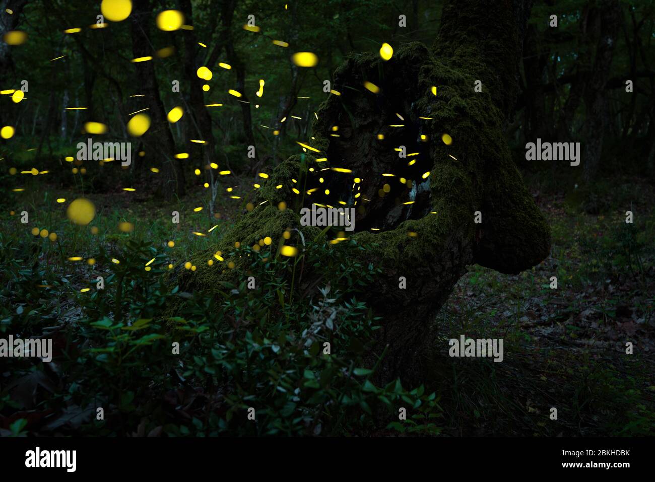 Abstract and bokeh light firefly flying in the wild forest. Fireflies Lampyridae flying in the forest at night time in Bulgaria. Stock Photo