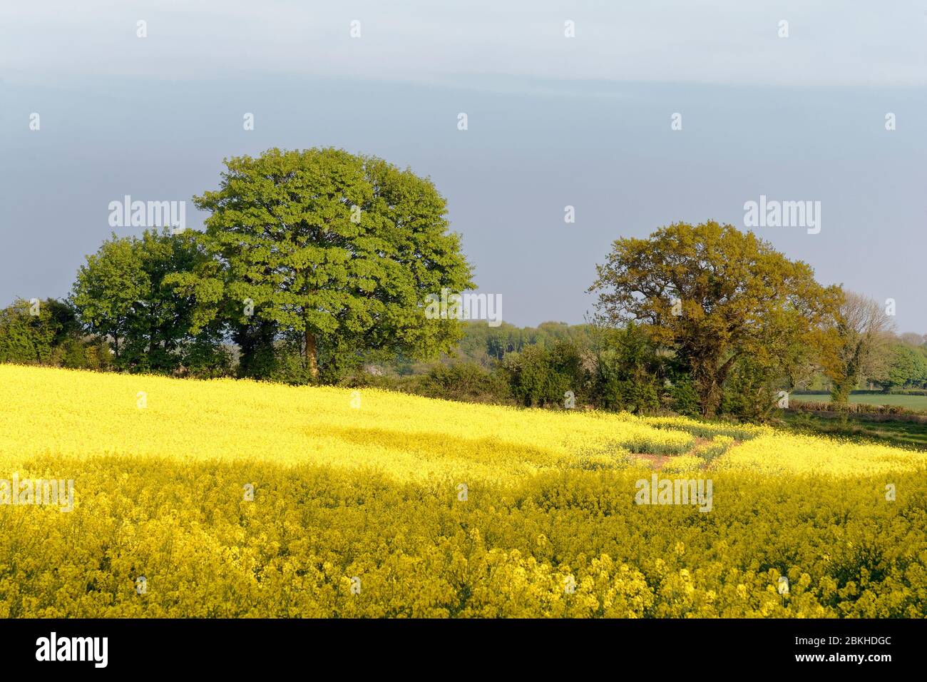 Rapeseed Field - Brassica napus subsp. napus  Yellow fields, Gloucestershire, UK Stock Photo