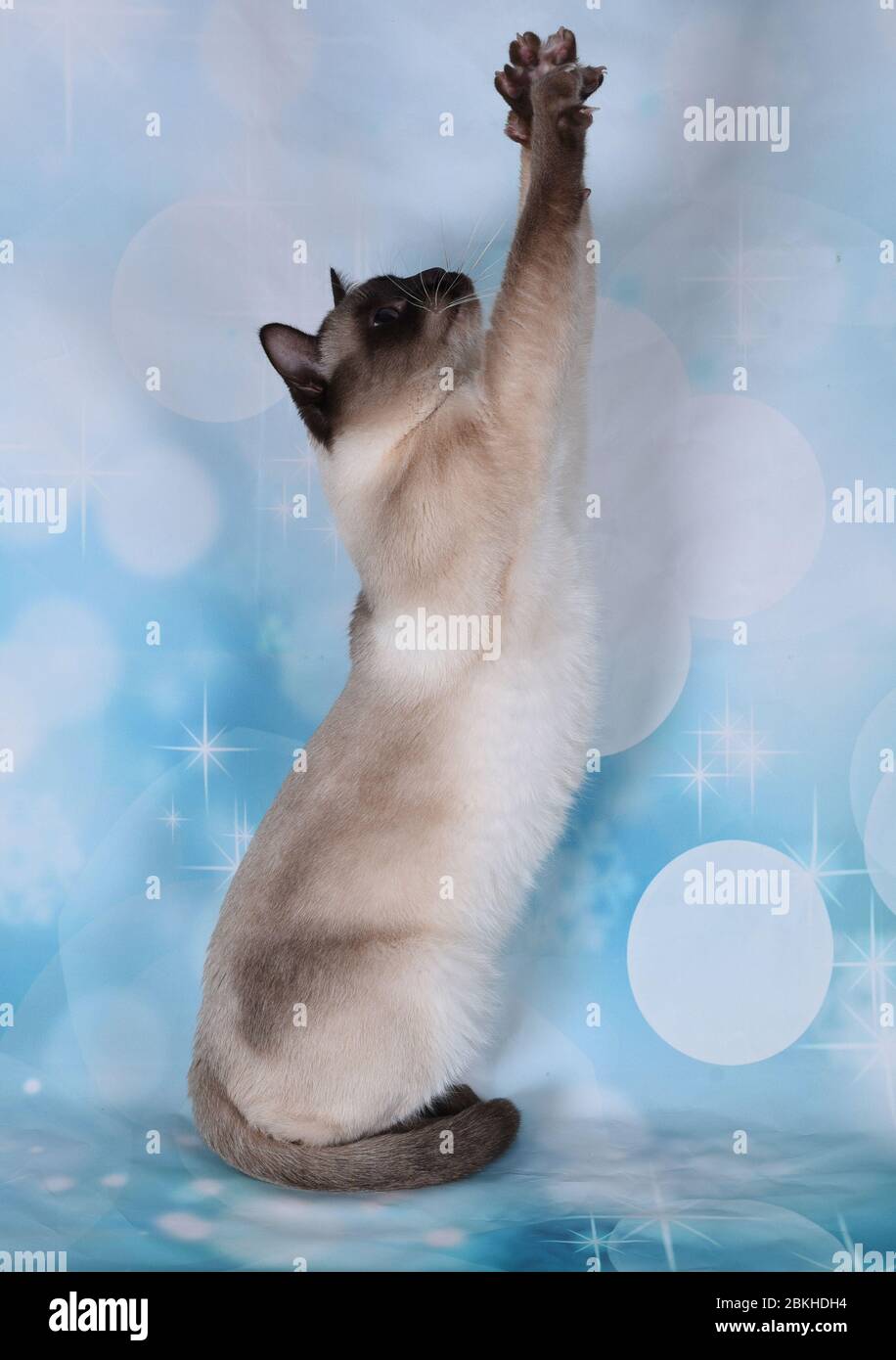 Siamese adult male hi-res stock photography and images - Alamy
