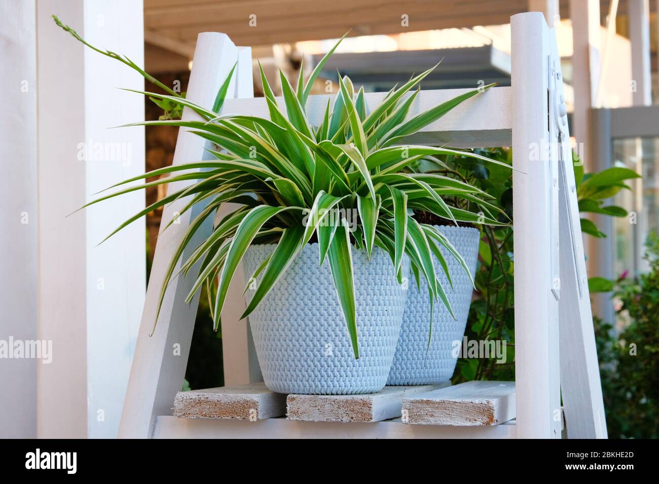 Chlorophytum in white flowerpot on wooden shelf . Ornamental plants in pot. Variegatum,comosum houseplant. Spider Plant. Stock Photo