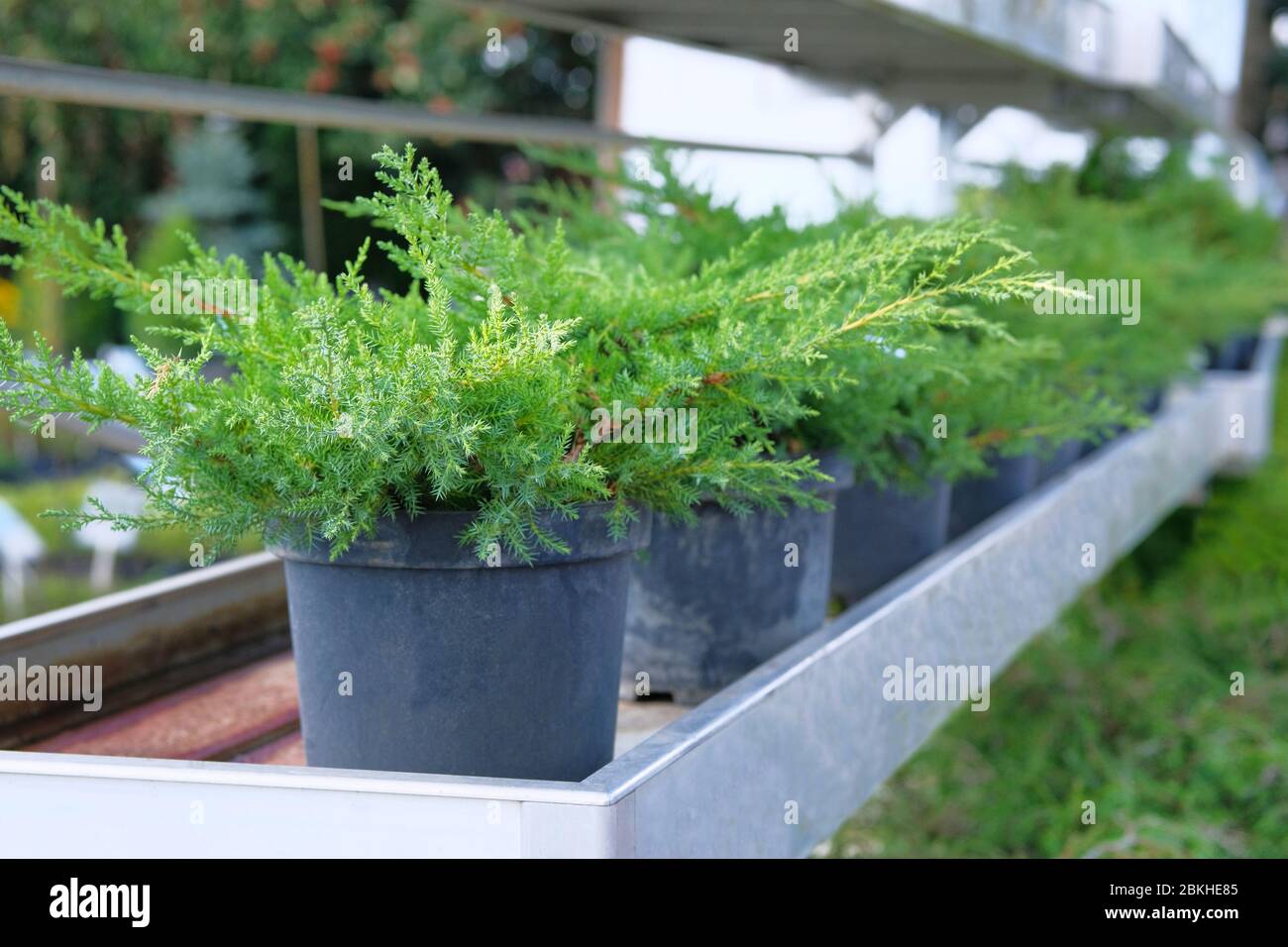 Garden shop. Bushes of green juniper in black pots offered for sale. Fresh branches of evergreen juniper. Stock Photo