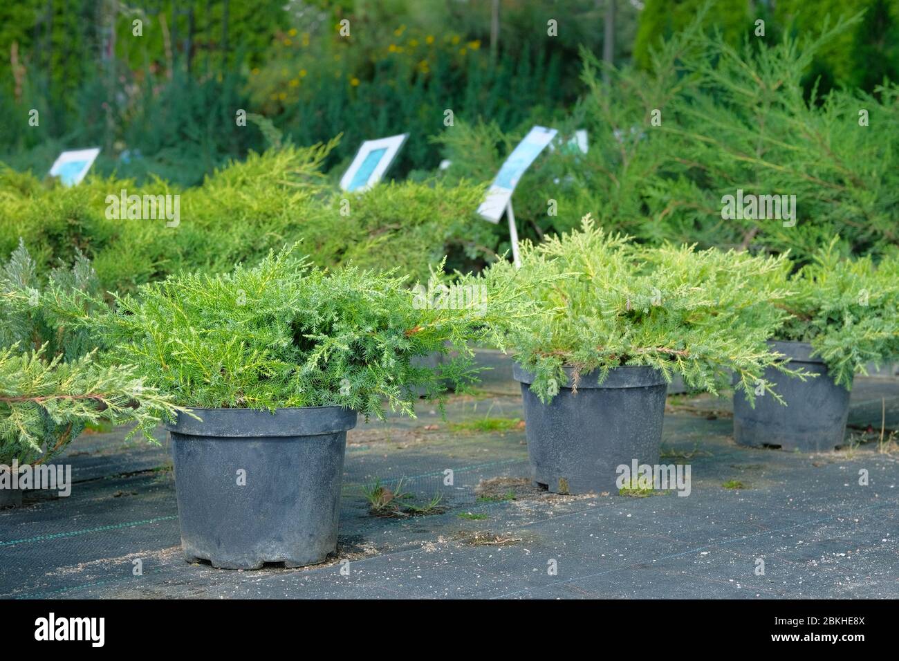 Garden shop. Bushes of green juniper in black pots offered for sale. Trees in bright colors. Stock Photo