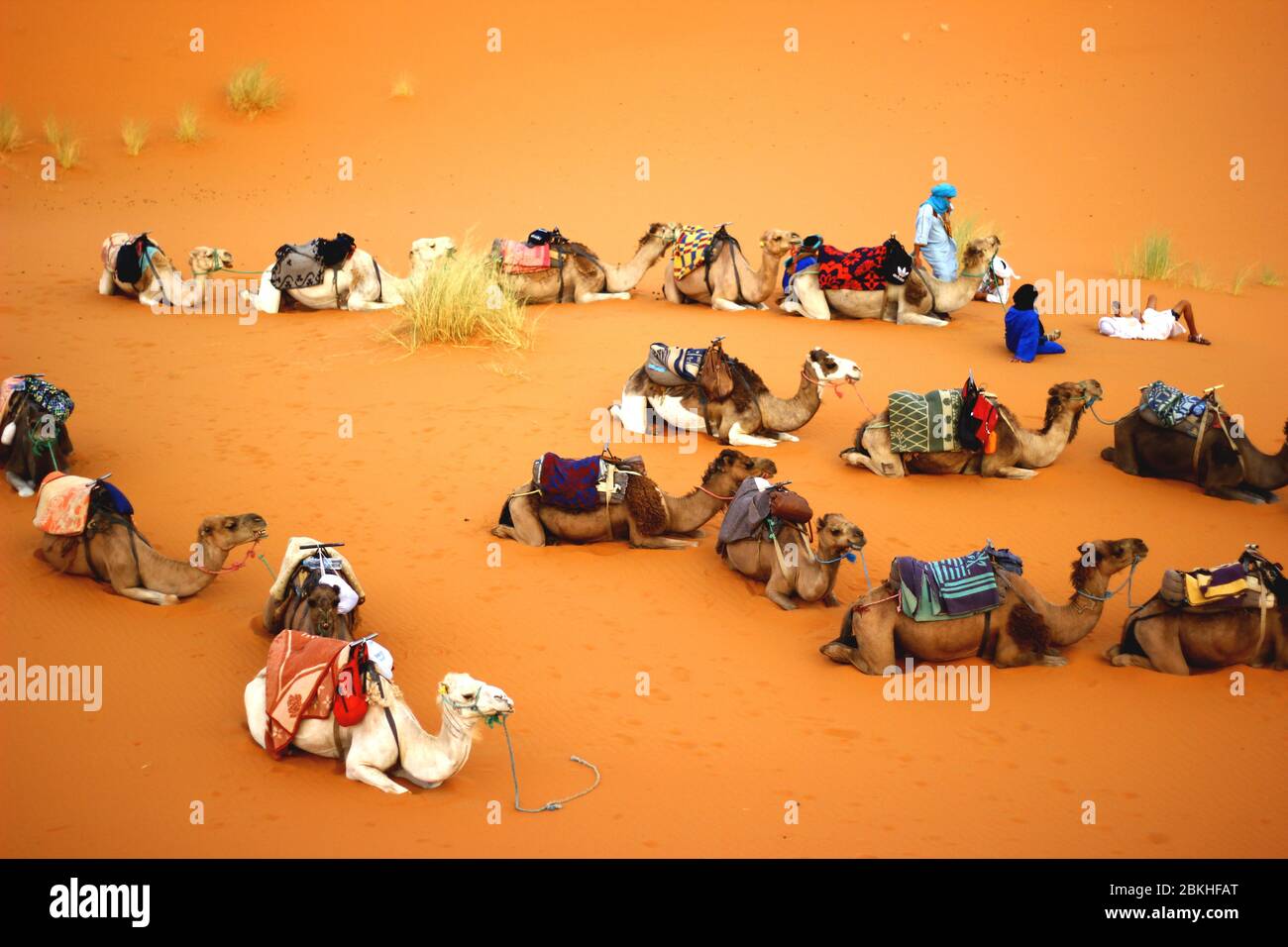 Dromedaries resting during a caravan on the Erg Chebbi dunes (Morocco). Stock Photo