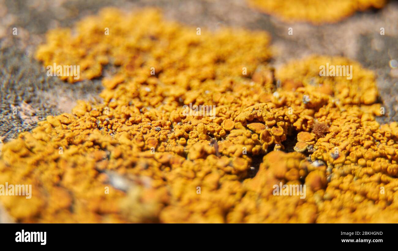 Elegant sunburst lichen macro scene Stock Photo