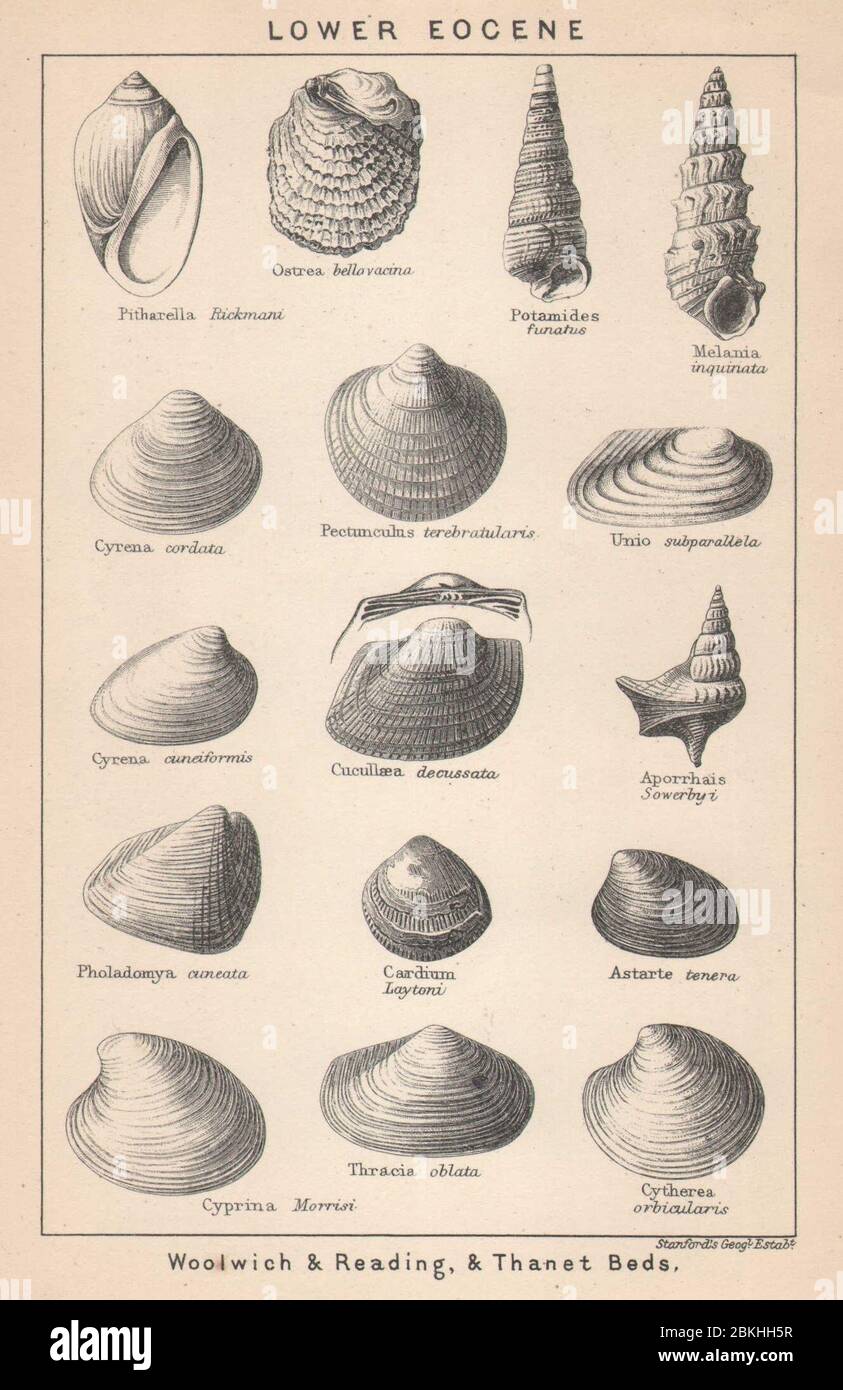 BRITISH FOSSILS. Lower Eocene Woolwich & Reading, & Beds. STANFORD 1907 Stock Photo Alamy