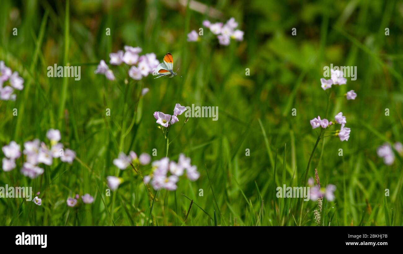 Orange-tip butterfly (Anthocharis cardamines) flying towards meadow flowers, UK Stock Photo