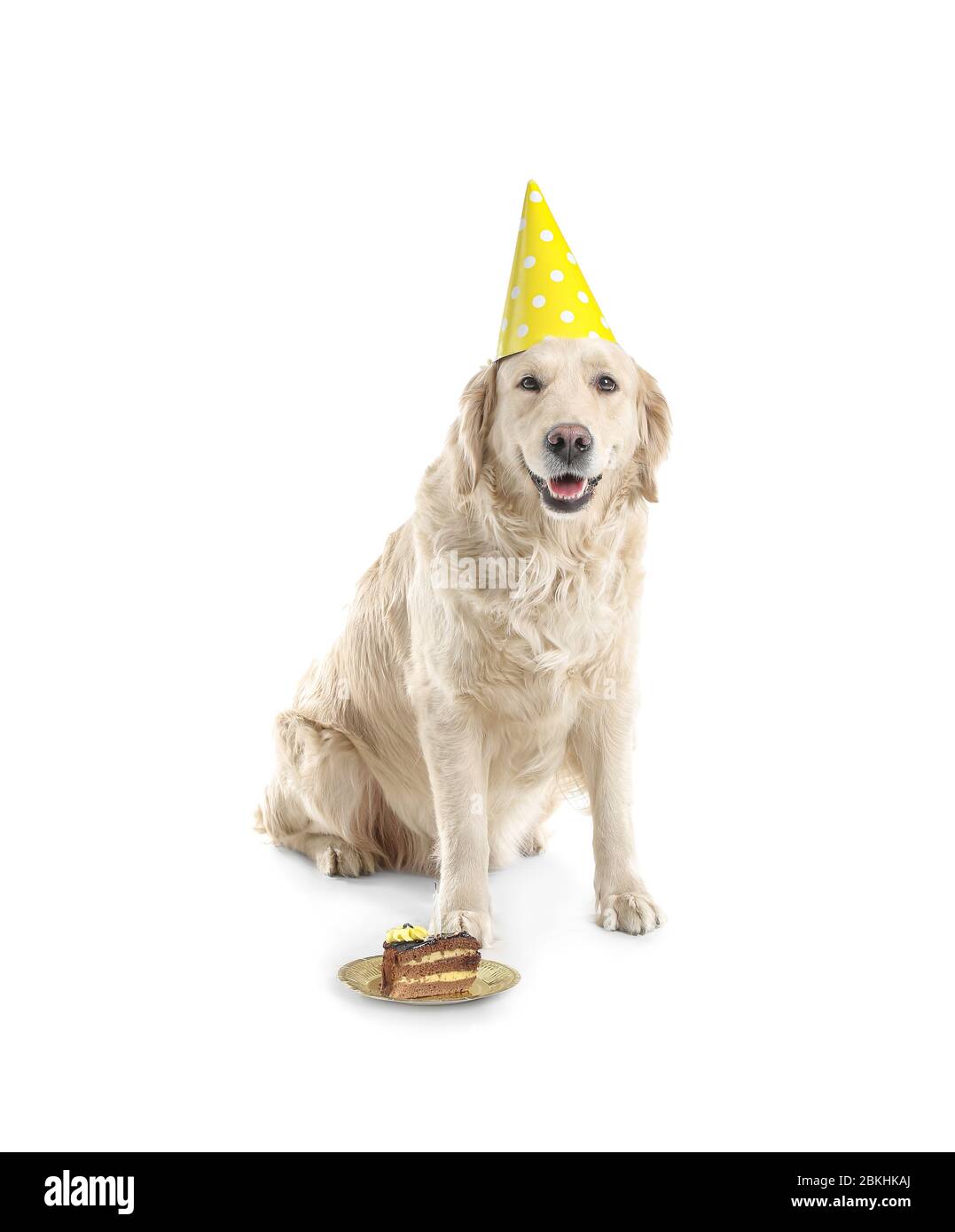 Cute dog in party hat and with Birthday cake on white background Stock ...