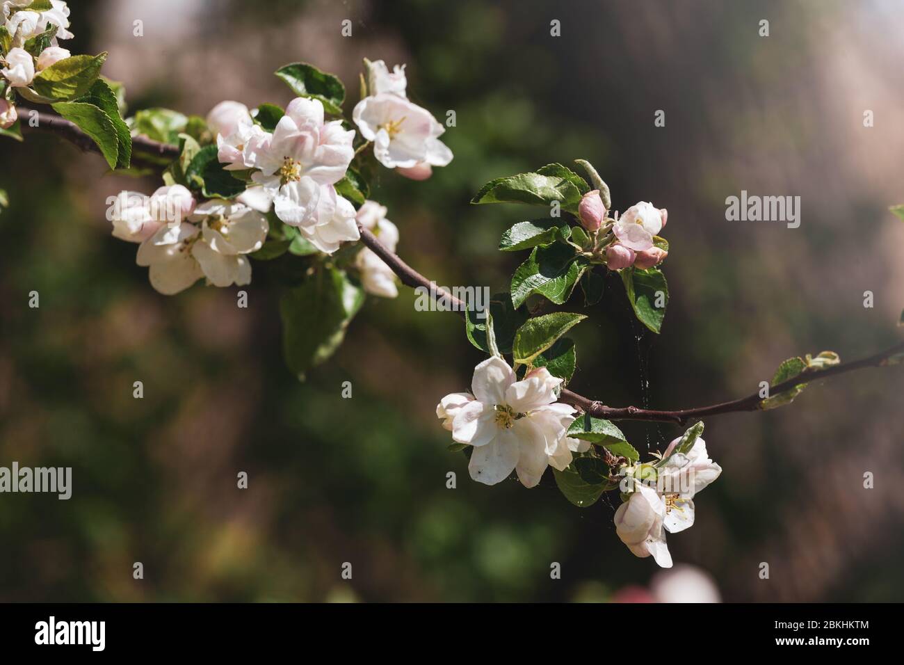 Blossoming tree buds hi-res stock photography and images - Alamy