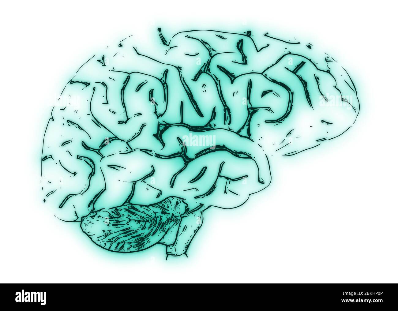 Illustration of a Human Brain Stock Photo - Alamy