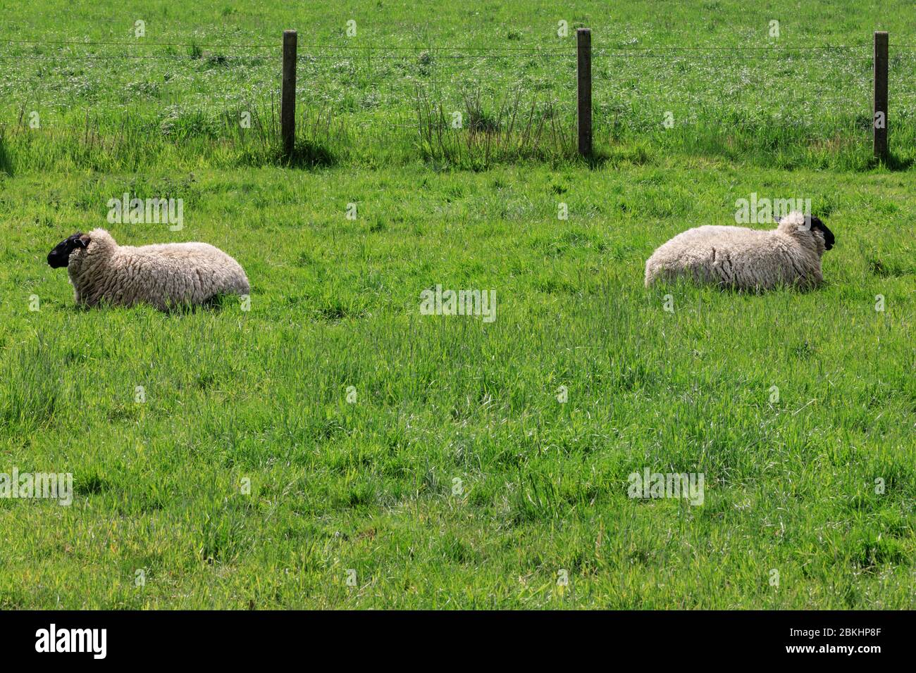 metre rule high resolution stock photography and images alamy