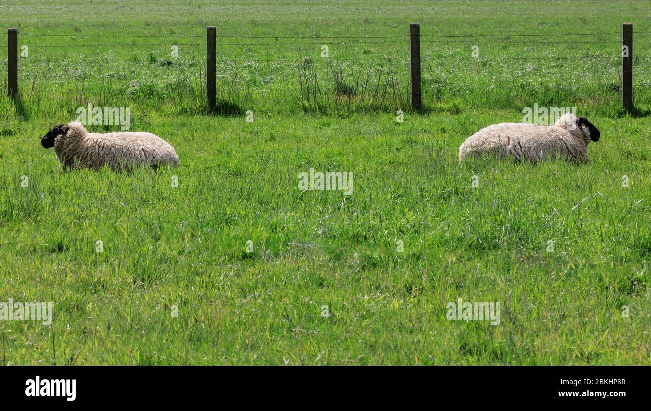metre rule high resolution stock photography and images alamy
