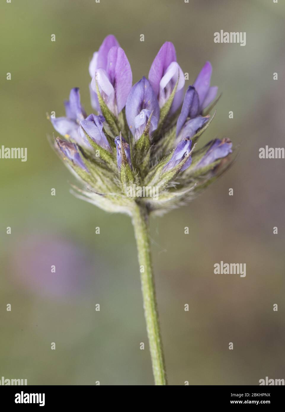 Bituminaria bitumosa the Arabian pea pitch trefoil clover-like plant with blue and white flowers on green background flash lighting Stock Photo