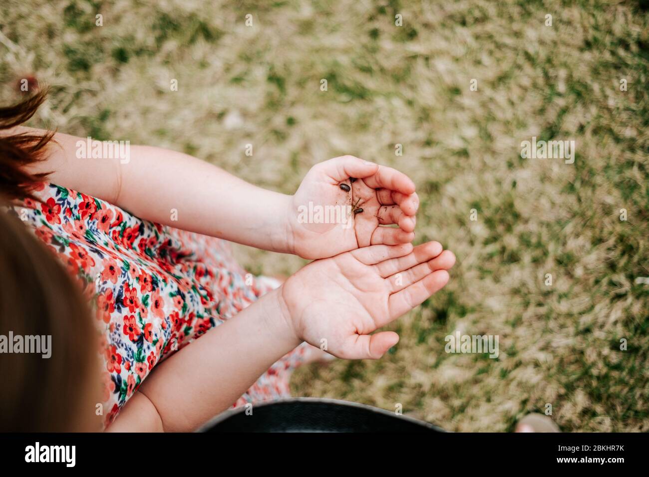 cropped image of young girl holding bugs in her hands Stock Photo