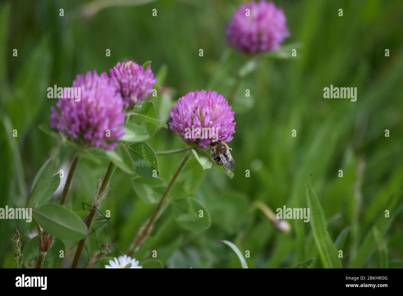 red Clover with Bee Stock Photo Alamy