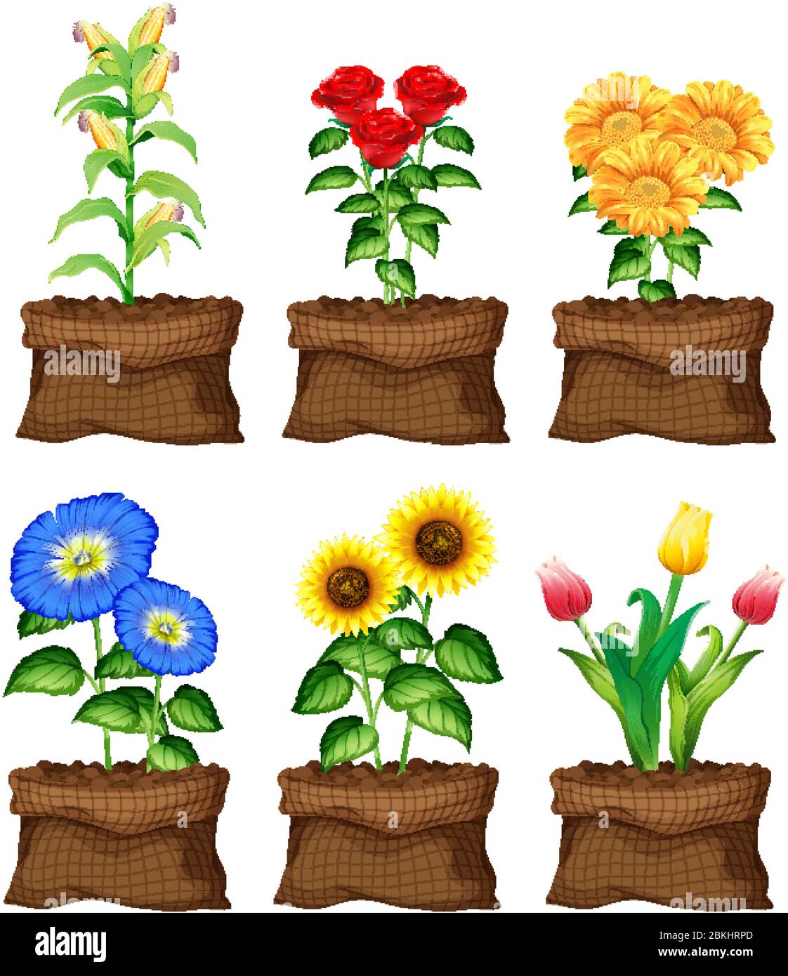 Beautiful flowers in brown bags on white background illustration Stock Vector