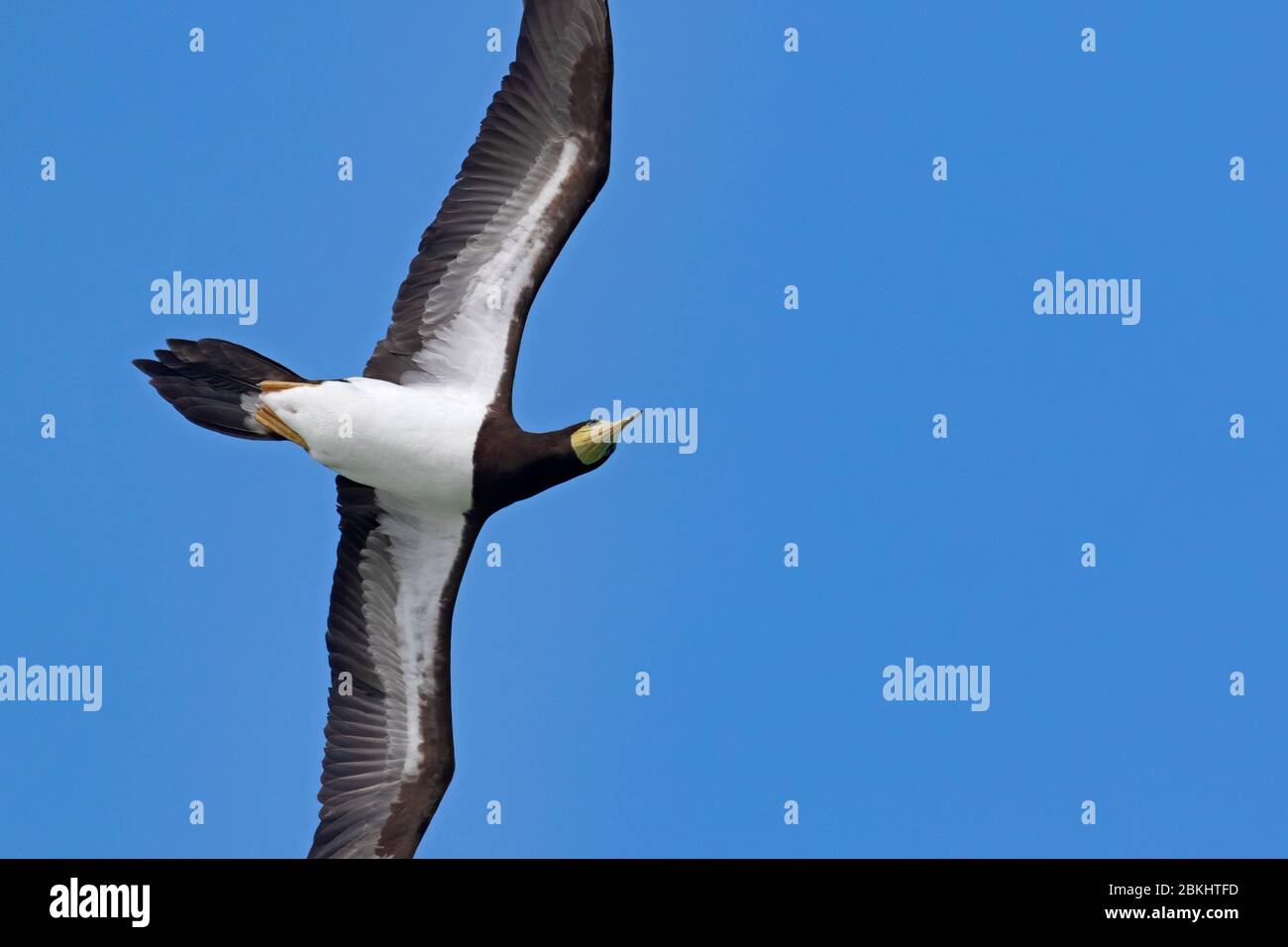 Brown booby (Sula leucogaster) in flight soaring against blue sky Stock Photo