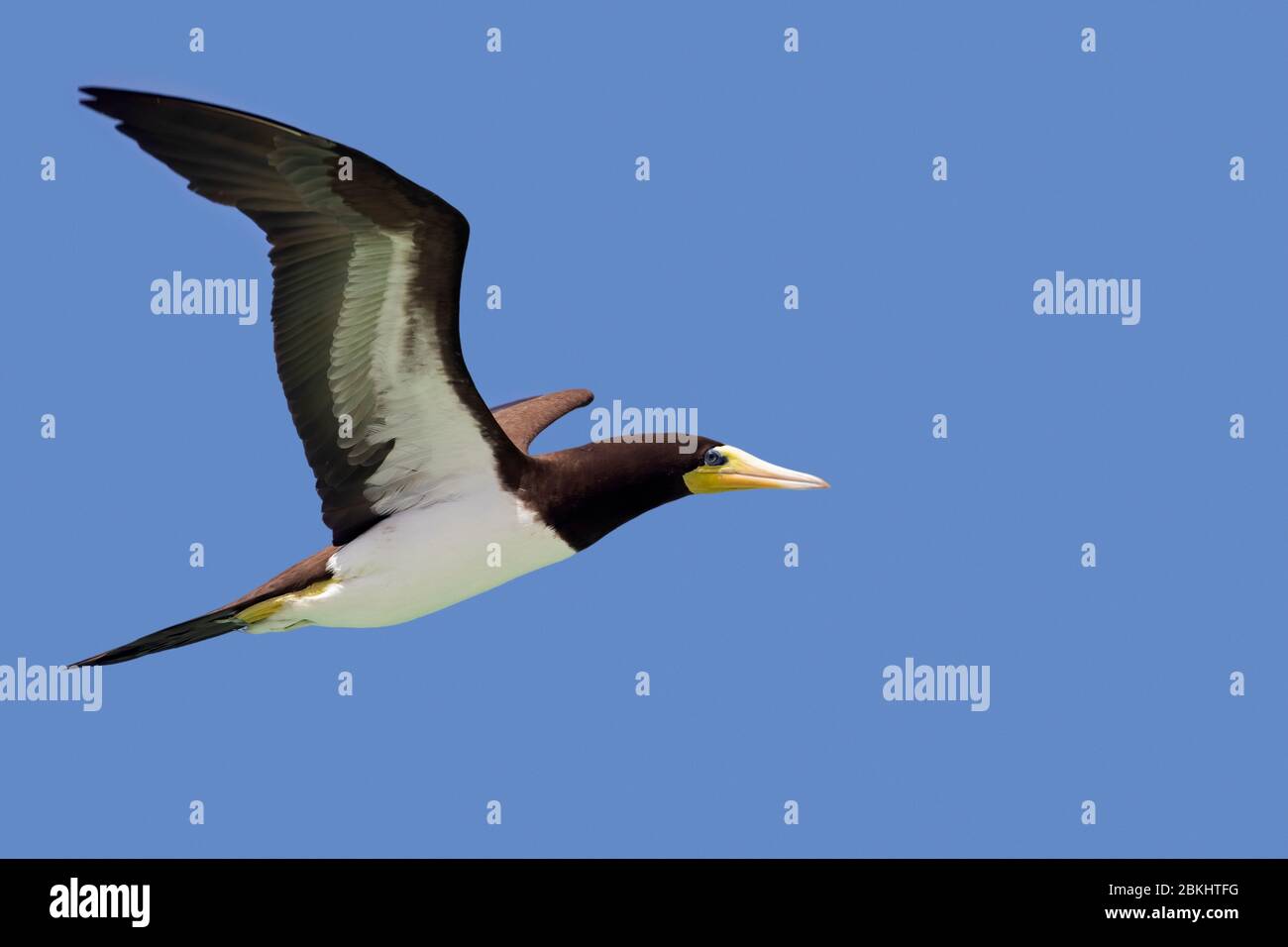 Brown booby (Sula leucogaster) in flight against blue sky Stock Photo