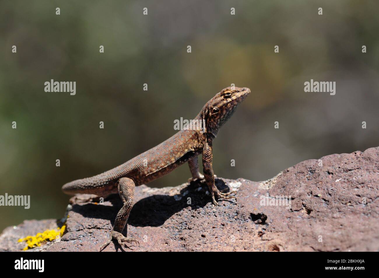 Male Northern Side Blotched Lizard doing his morning pushups. Stock Photo