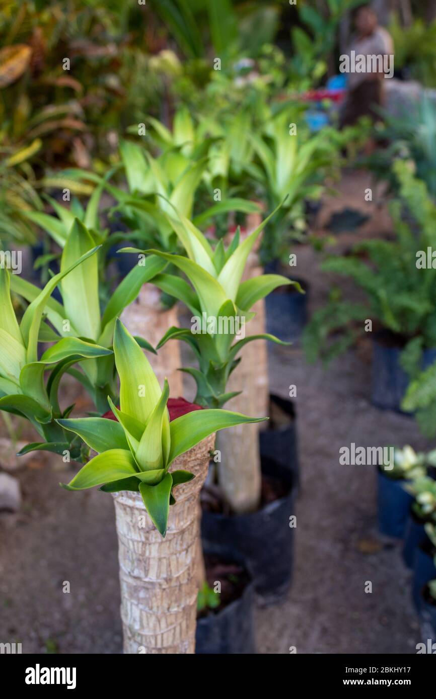 Dracaena fragrans aka cornstalk dracaena. It is a flowering plant species that is native throughout tropical Africa, from Sudan south to Mozambique. Stock Photo