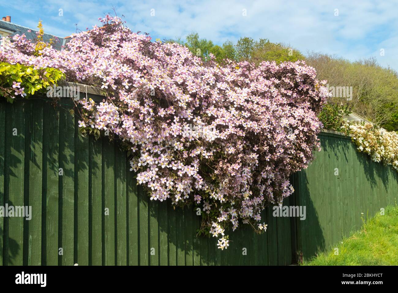 A mass of Clematis drapes over a wooden fence. Stock Photo