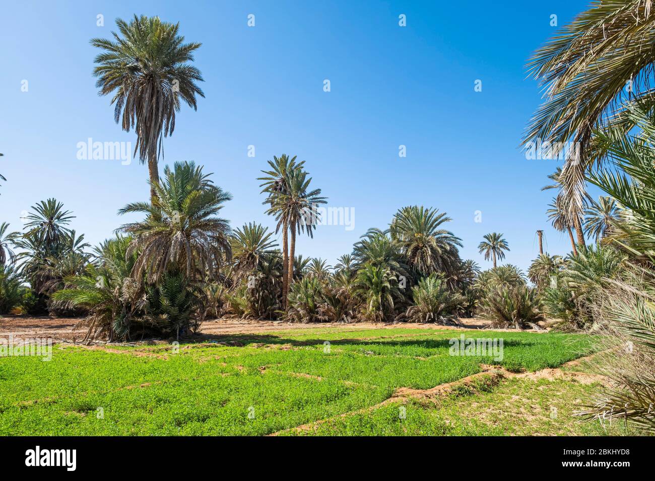 Morocco, GuelmimOued Noun region, Asrir rural hamlet, Tighmert oasis