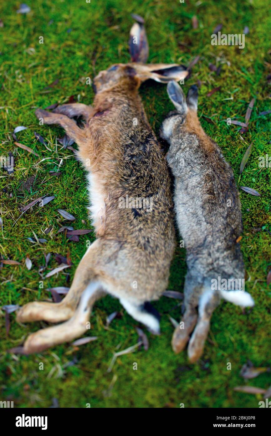 Hare and rabbit Stock Photo - Alamy