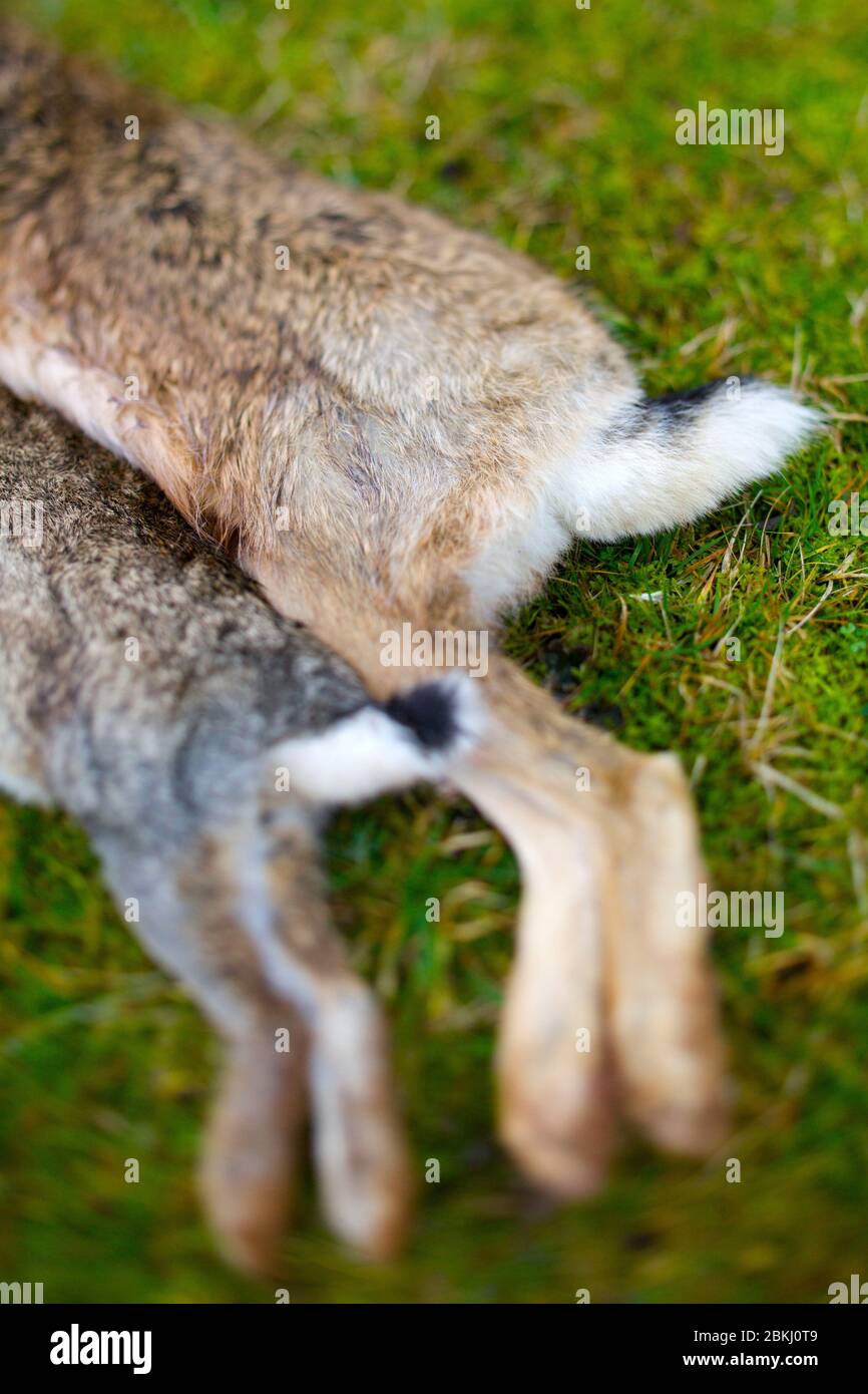 Hare and rabbit Stock Photo - Alamy