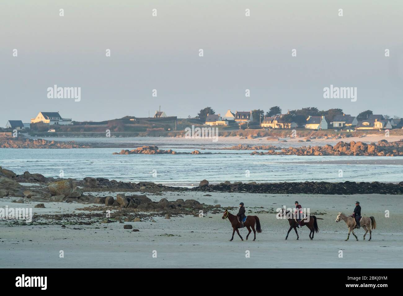 France, Finistere, Guisseny, horses on Curnic beach at sunset Stock Photo